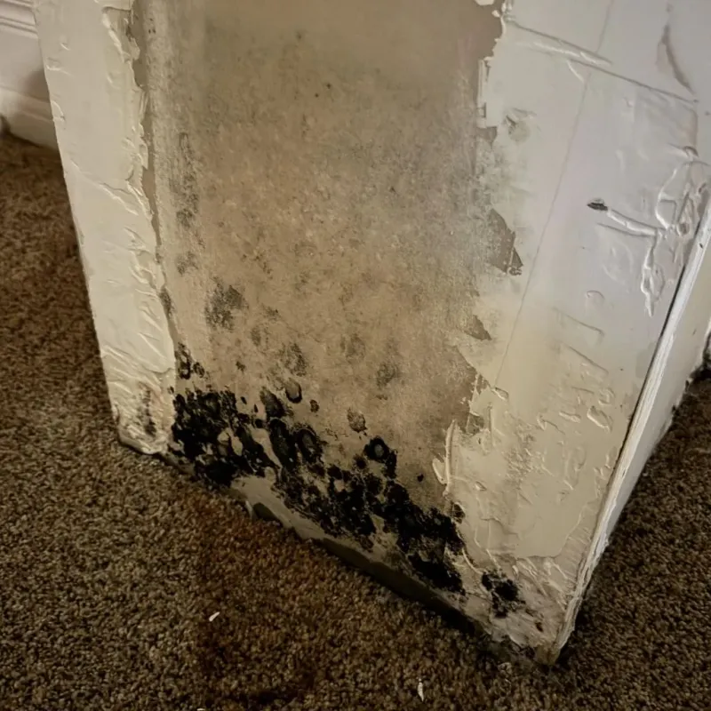 Professional Mold Removal in Dixmont, ME